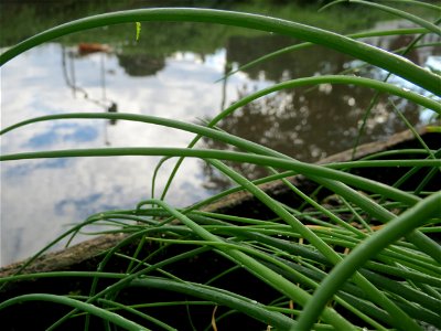 Schnittlauch (Allium schoenoprasum) am Zähringer Kanal (Leimbach) in Schwetzingen photo