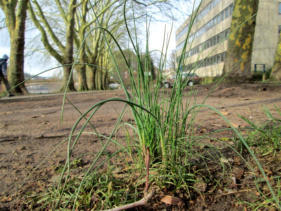 Erster Schnittlauch (Allium schoenoprasum) am Staden in Saarbrücken