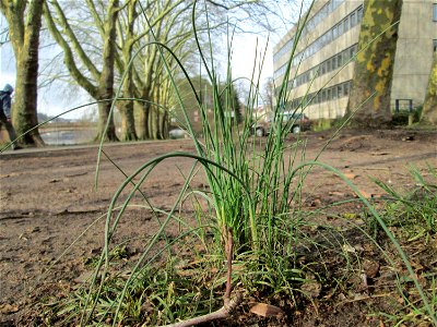 Erster Schnittlauch (Allium schoenoprasum) am Staden in Saarbrücken photo