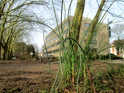 Erster Schnittlauch (Allium schoenoprasum) am Staden in Saarbrücken photo