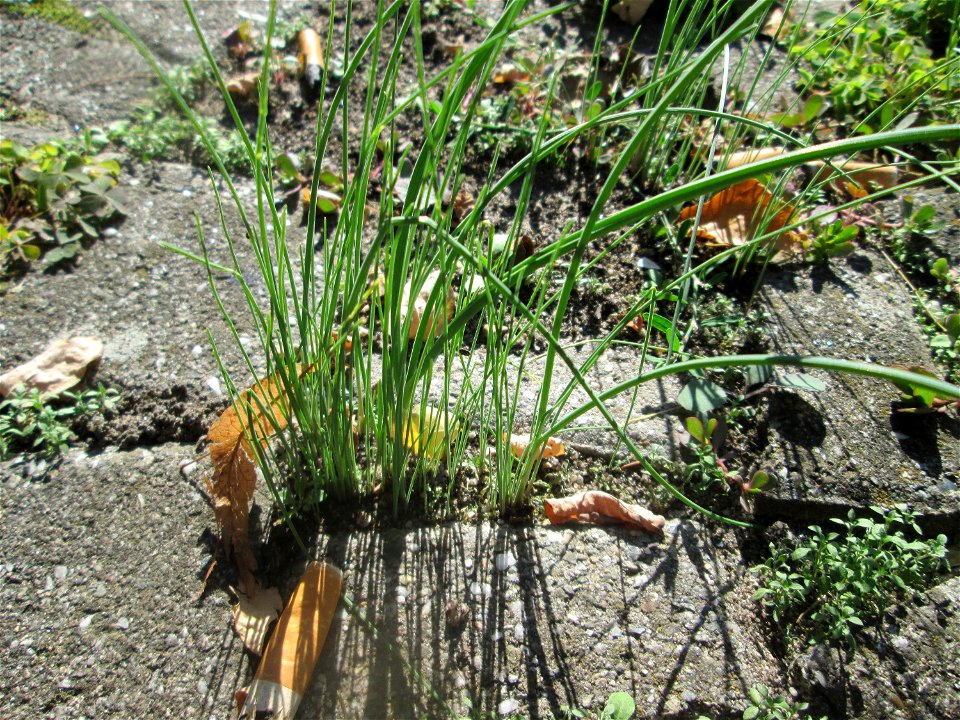 Schnittlauch (Allium schoenoprasum) auf Pflasterstein in Hockenheim
