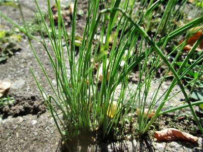 Schnittlauch (Allium schoenoprasum) auf Pflasterstein in Hockenheim
