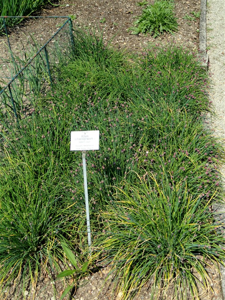 Allium schoenoprasum specimen in the Botanischer Garten München-Nymphenburg, Munich, Germany.