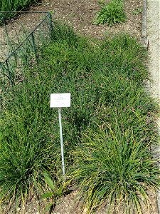 Allium schoenoprasum specimen in the Botanischer Garten München-Nymphenburg, Munich, Germany.