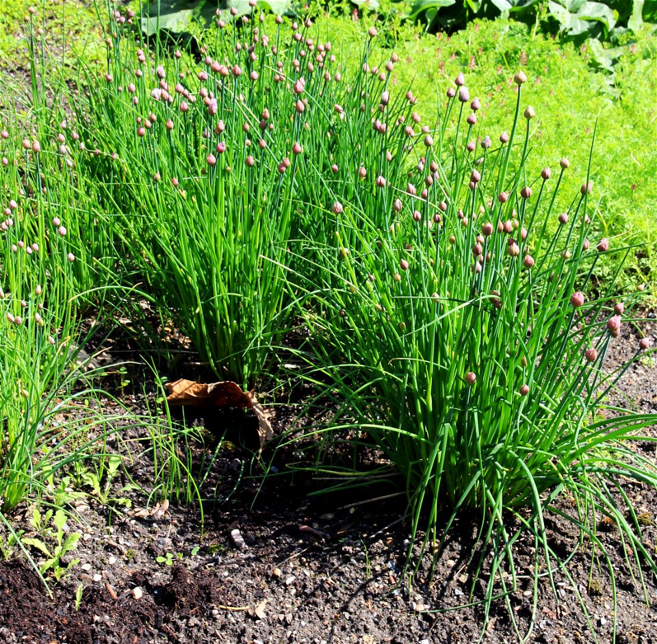 Plants Chives, (Allium schoenoprasum) from the Botanical Gardens of Charles University, Prague, Czech Republic