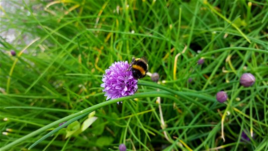 Bumblebee on chives in the garden among the ruins of Glastonbury Abbey. photo