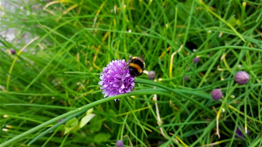 Bumblebee on chives in the garden among the ruins of Glastonbury Abbey.