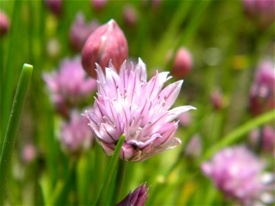 Chive flower in focus, with buds and stalks out of focus. photo