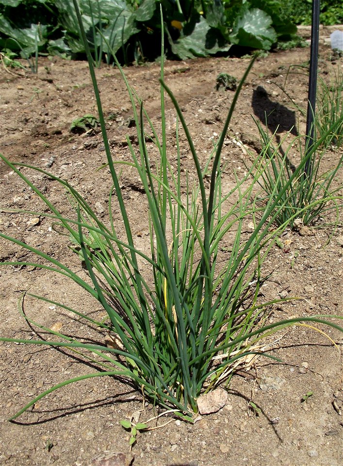 Allium schoenoprasum at the San Diego County Fair, California, USA. Identified by exhibitor's sign.