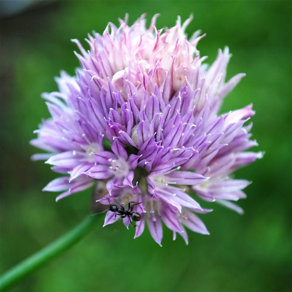 Close up of chives flower.