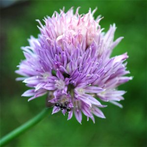 Close up of chives flower. photo