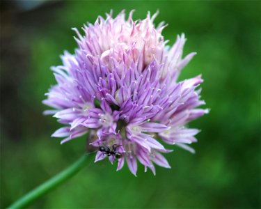 Close up of chives flower.
