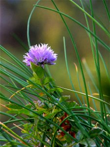 Image title: Chives blue on grass Image from Public domain images website, http://www.public-domain-image.com/full-image/flora-plants-public-domain-images-pictures/flowers-public-domain-images-picture photo