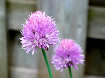 Close-up of chives flower. photo