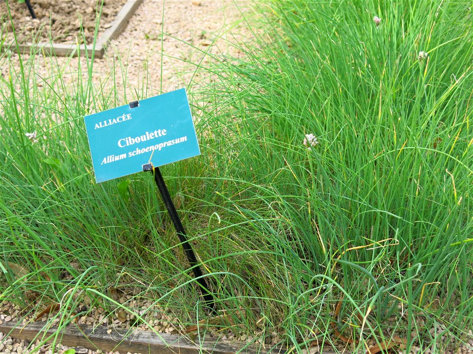 Chives in the physic garden of the Hôtel-Dieu in Tournus (Saône-et-Loire, France). Identified by its botanic label.