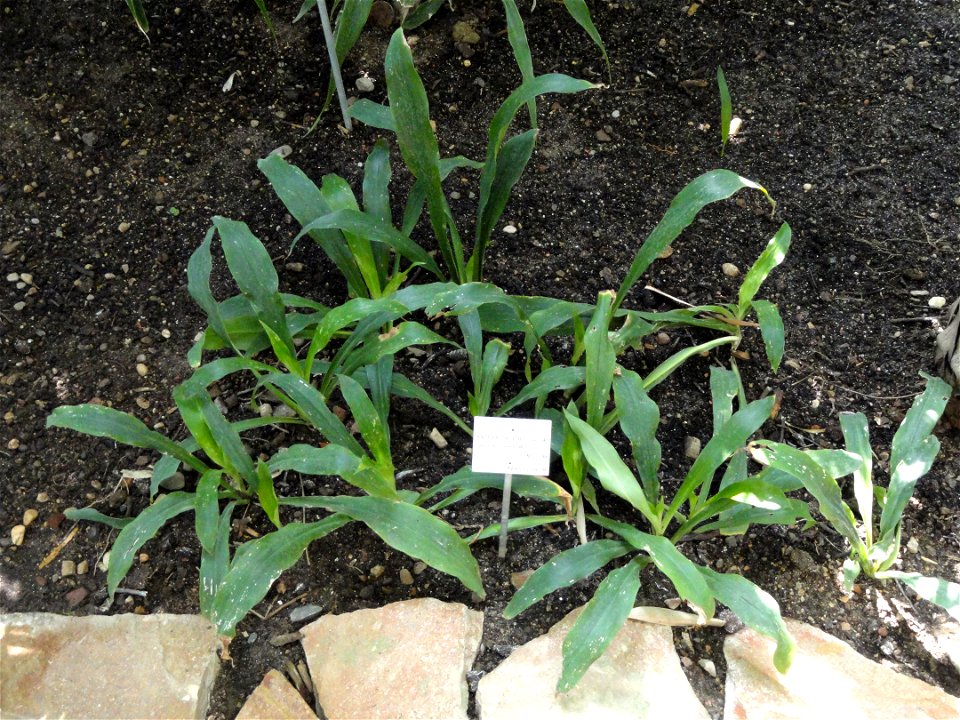 Chlorophytum comosum var. sparsiflorum specimen in the Jardin Botanique de Lyon, Parc de la Tête d'Or, Lyon, France.
