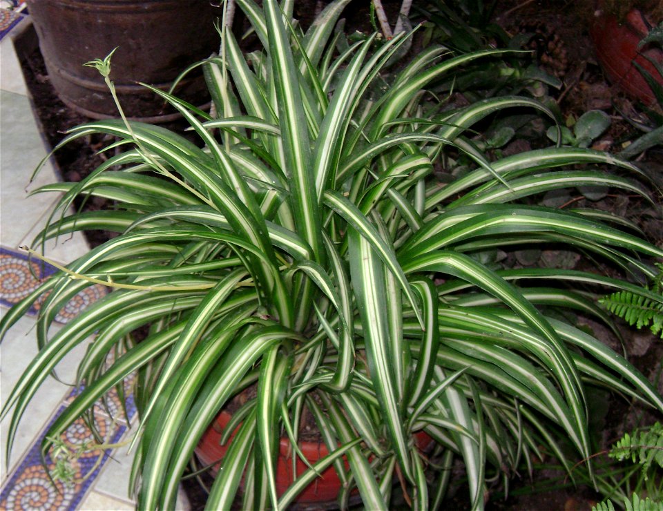 Chlorophytum comosum 'Vittatum'