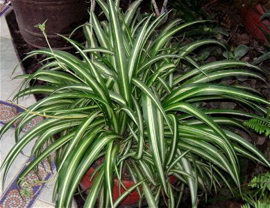 Chlorophytum comosum 'Vittatum'