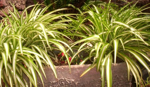 Chlorophytum comosum, planta originaria de Sudáfrica, llamada "Lazo de amor".
