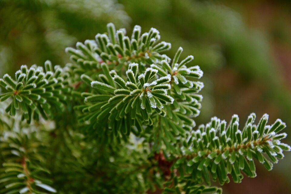 Needles branches needle branch