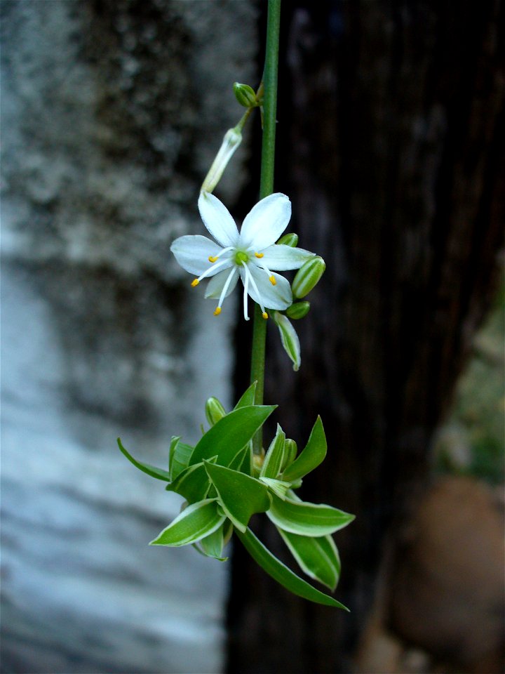 I am the originator of this photo. I hold the copyright. I release it to the public domain. This photo depicts a flower.