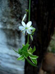 I am the originator of this photo. I hold the copyright. I release it to the public domain. This photo depicts a flower.