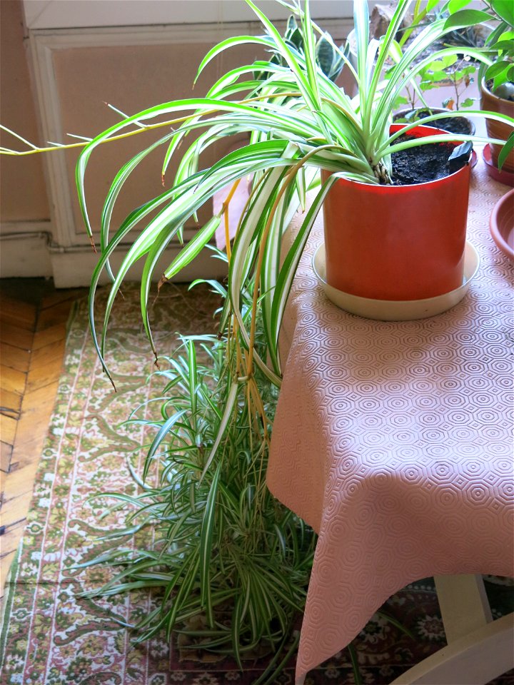 Stems of chlorophytum cease to grow when they reach the ground.