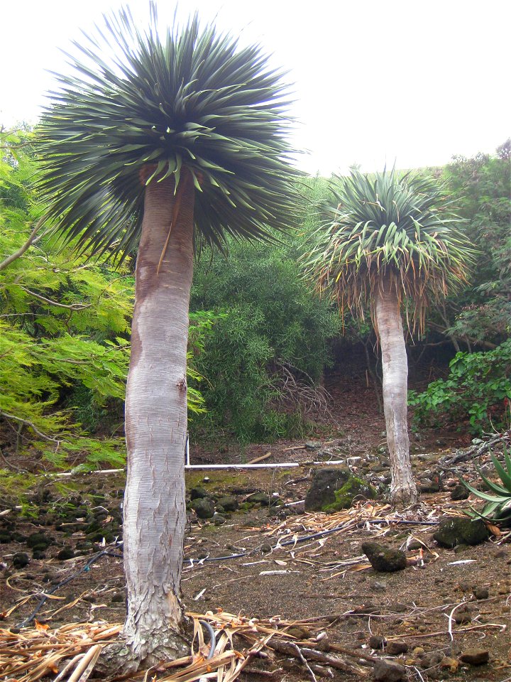 Dracaena cinnabari (Dragon's Blood Tree) — endemic to Socotra island, Yemen.
In the Koko Crater Botanical Garden, Honolulu, Hawaii.