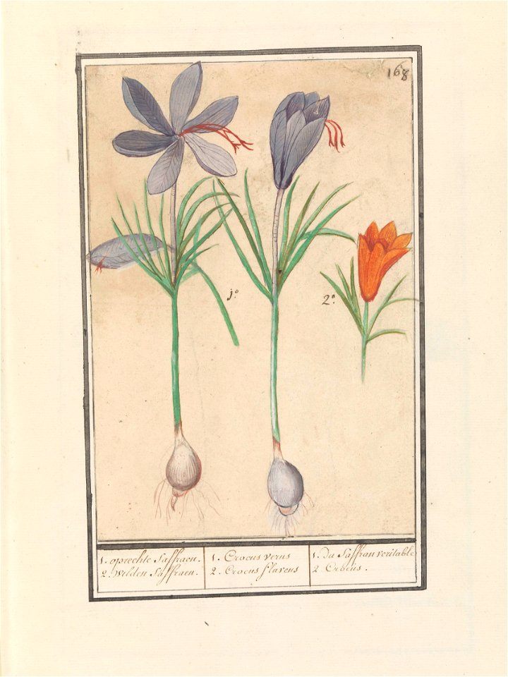 IdentificatieTitel(s): Saffraankrokus (Crocus sativus)1. oprechte Saffraen. 2. wilden Saffraen. / 1. Crocus verus 2. Crocus Slaveus / 1. du Saffran veritable 2. Crocus. (titel op object)Objecttype: te