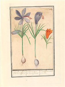 IdentificatieTitel(s): Saffraankrokus (Crocus sativus)1. oprechte Saffraen. 2. wilden Saffraen. / 1. Crocus verus 2. Crocus Slaveus / 1. du Saffran veritable 2. Crocus. (titel op object)Objecttype: te