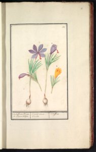 IdentificatieTitel(s): Saffraankrokus (Crocus sativus) en gele krokus (Crocus)1.2. Saffraen Bloem. 3. Somer Sottjen. / Crocus verus Crocus. / Saffran (titel op object)Objecttype: tekening Objectnummer