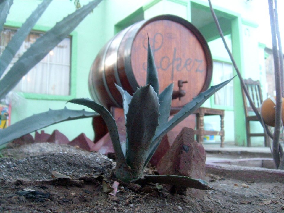 Foto de un maguey, de fondo un barril