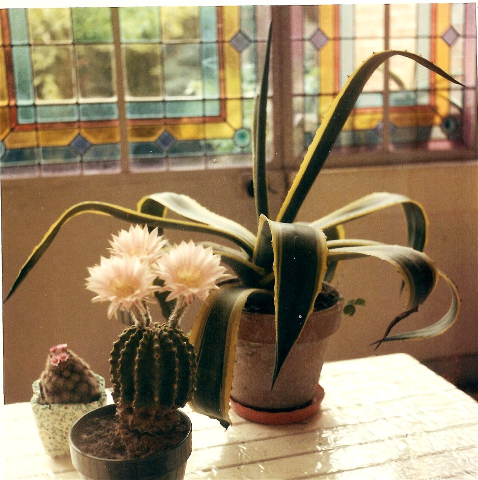Agave americana and flowerishing echinopsis eyriesii in veranda in Bordeaux.