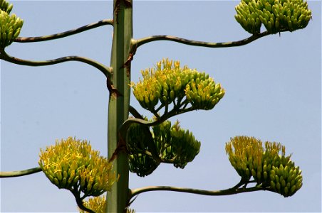 Inflorescence of Agave americana, Honeydew, Johannesburg, South Africa photo