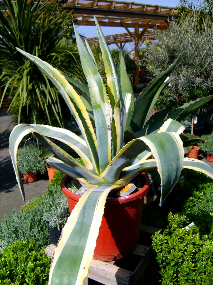 Agave americana variegata