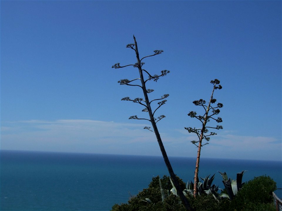 Image title: Aloe vera Agave probably americana flowers
Image from Public domain images website, http://www.public-domain-image.com/full-image/flora-plants-public-domain-images-pictures/flowers-public