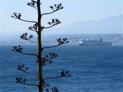 Flowering Agave before Nice-Corsica ferry photo