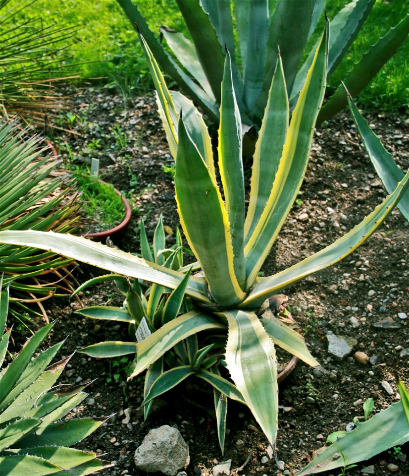 Agave americana varieta Marginata from Botanical Garden of Charles University in Prague, Czech Republic
