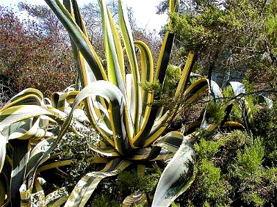Image title: Agave cactuses Image from Public domain images website, http://www.public-domain-image.com/full-image/flora-plants-public-domain-images-pictures/flowers-public-domain-images-pictures/cact photo