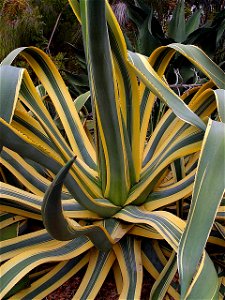 Image title: An agave cactus not blue agave though Image from Public domain images website, http://www.public-domain-image.com/full-image/flora-plants-public-domain-images-pictures/flowers-public-doma photo