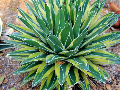 Variegated Agave ferdinandi-regis cultivar Flowers, trees, and other plant stuff A century plant, described as "American Aloe", although not closely related to Aloes(Agave americana). photo