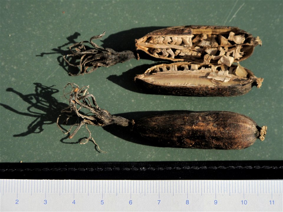 Seed pods and and seeds of Agave americana, Menton, Alpes-Maritimes, France