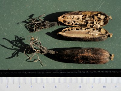 Seed pods and and seeds of Agave americana, Menton, Alpes-Maritimes, France