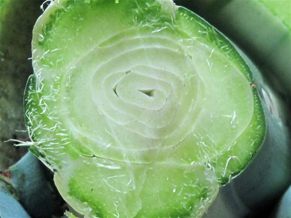 Horizontal cut of agave (A. americana mediopicta), showing borning leaves