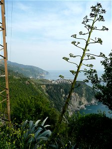 A Maguey Century Plant in bloom in Cinque Terre National Park, Italy. photo