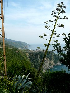 A Maguey Century Plant in bloom in Cinque Terre National Park, Italy.