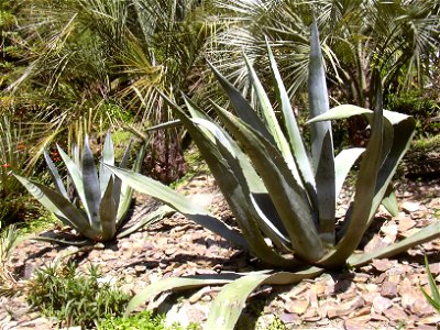 Spiky plant photo