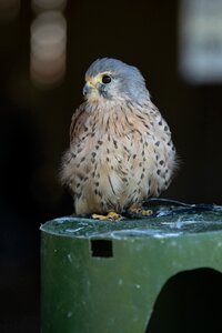 Perched plumage predator
