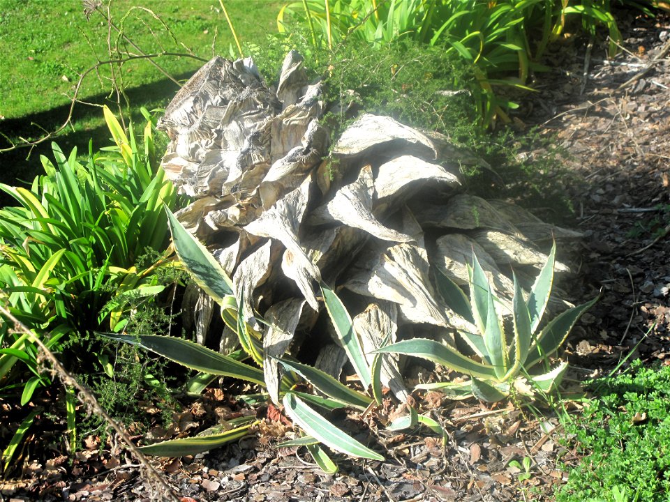 Agave americana dead after flowering, but with suckers. Roquebrune Cap-Martin, Alpes-Maritimes, France