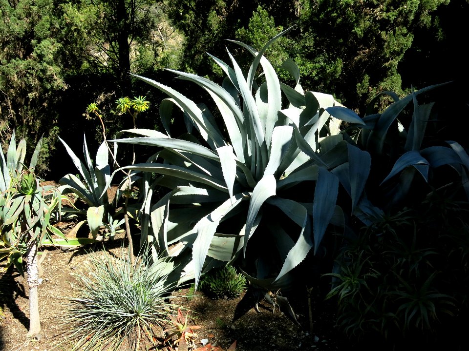 Large Agave americana in the domaine des Colombières (Alpes-Maritimes, France).